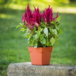 Pot Carré Toscane 17 Cm - 3,4 L – Image 8