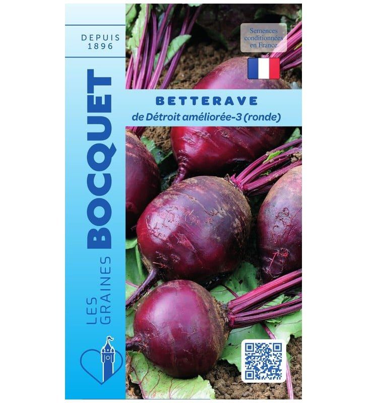 betterave-de-détroit-rouge Betteraves de Détroit rondes et bien rouges fraîchement récoltées au potager avec leurs feuilles vertes.