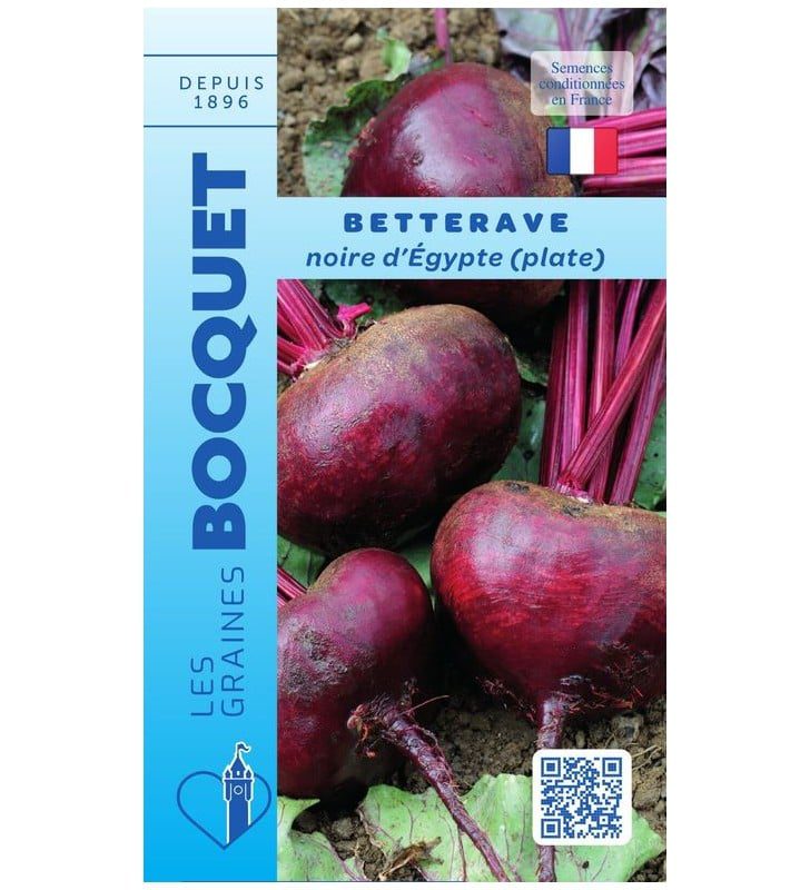 betterave-noire-Égypte-plate Betterave noire d'Égypte plate fraîchement cueillie au jardin avec ses feuilles pourpres.