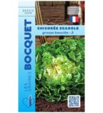 Une chicorée scarole Grosse Bouclée fraîchement récoltée, montrant ses larges feuilles vertes ondulées et son cœur blanchi bien dense.