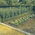 Film De Paillage Toutes Cultures Terrafilm 1,40 X 5 M Noir Nortene