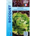 Laitue De Printemps Reine De Mai De Pleine Terre