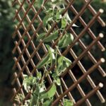 Treillis Extensible En Osier Trelliwillow 0,5 X 1,5 M Nortene