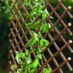 Treillis Extensible En Osier Trelliwillow 1 X 2 M Nortene