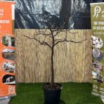 Figuier en pot 35 L avec feuillage vert lobé et tronc gris-lisse