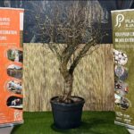 Grenadier en pot 110 L avec feuillage vert et fruits rouges