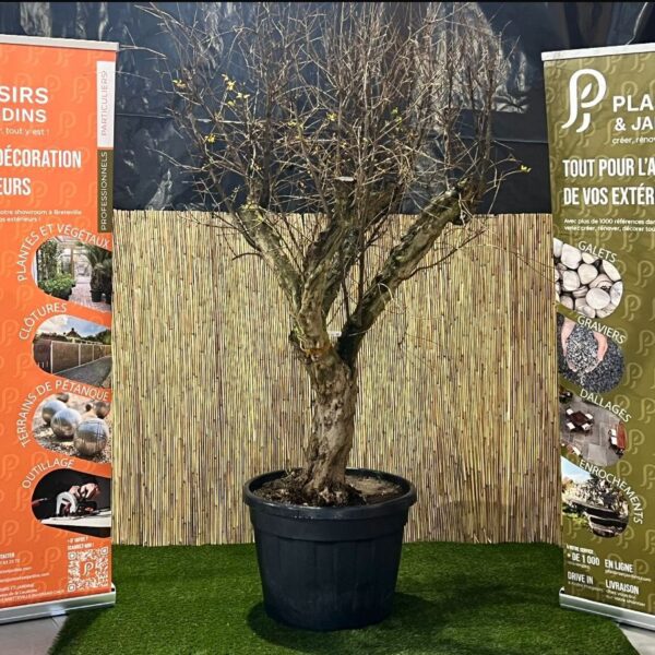 Grenadier en pot 110 L avec feuillage vert et fruits rouges