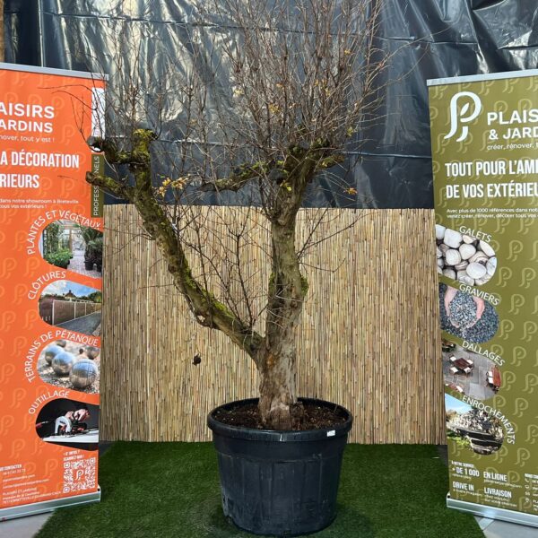 Grenadier en pot 130 L avec feuillage vert et fruits rouges