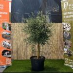 Olivier en pot 45 L avec feuillage gris-vert