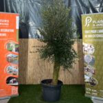 Olivier en pot 70 L avec feuillage gris-vert