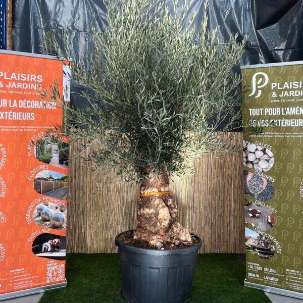 Olivier bonsaï en pot 180 L, arbre méditerranéen sculpté au feuillage gris-vert