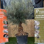 Olivier bonsaï en pot 230 L, arbre méditerranéen sculpté au feuillage gris-vert