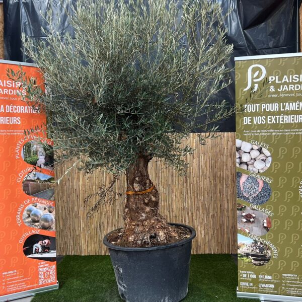 Olivier bonsaï en pot 230 L, arbre méditerranéen sculpté au feuillage gris-vert