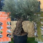 Olivier bonsaï en pot 500 L, arbre méditerranéen à tronc sculpté et feuillage gris-vert