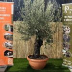 Olivier bonsaï de 70 cm en pot, arbre méditerranéen sculpté au feuillage gris-vert