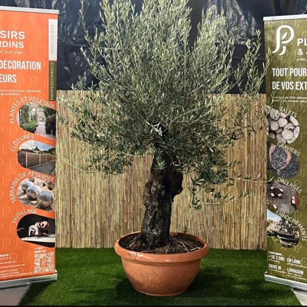 Olivier bonsaï de 70 cm en pot, arbre méditerranéen sculpté au feuillage gris-vert