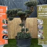 Olivier en pot de 240 L, arbre fruitier méditerranéen avec feuillage vert-argenté