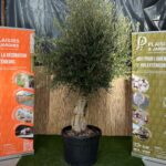 Olivier Piel Joven en pot 100 L, arbre méditerranéen au feuillage gris-vert