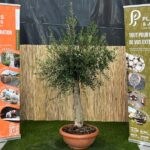 Olivier Piel Joven en pot 50 cm, jeune arbre méditerranéen à feuillage gris-vert