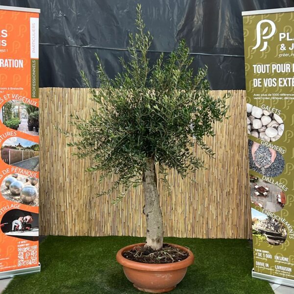 Olivier Piel Joven en pot 50 cm, jeune arbre méditerranéen à feuillage gris-vert