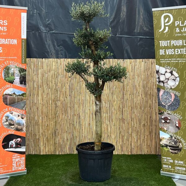Olivier pompon en pot 45 L avec feuillage gris-vert