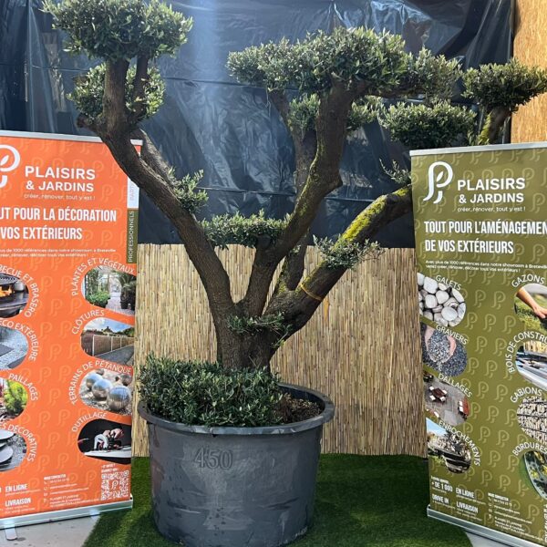 Olivier pompon en pot de 500 L avec feuillage persistant gris-vert