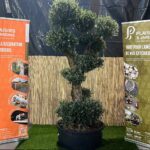 Olivier pompon en pot 55 L avec feuillage gris-vert