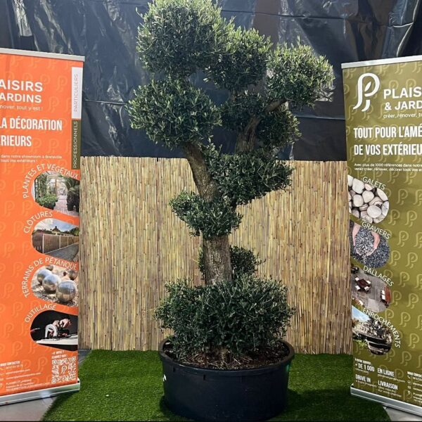 Olivier pompon en pot 55 L avec feuillage gris-vert