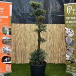 Olivier Pompon 72 Cm