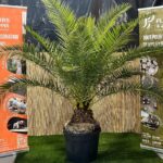 Phoenix canariensis en pot 55 L, palmier des Canaries au feuillage penné vert foncé