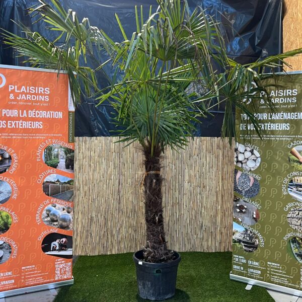 Trachycarpus fortunei en pot, palmier chanvre de 100-120 cm avec feuilles palmées vert foncé