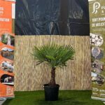 Trachycarpus fortunei en pot 25 L, jeune palmier chanvre au feuillage vert