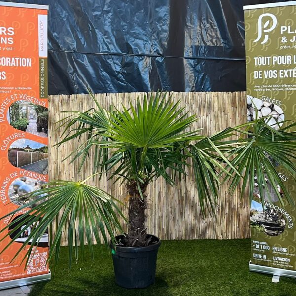 Trachycarpus fortunei en pot 40–60 cm, palmier chanvre au feuillage vert