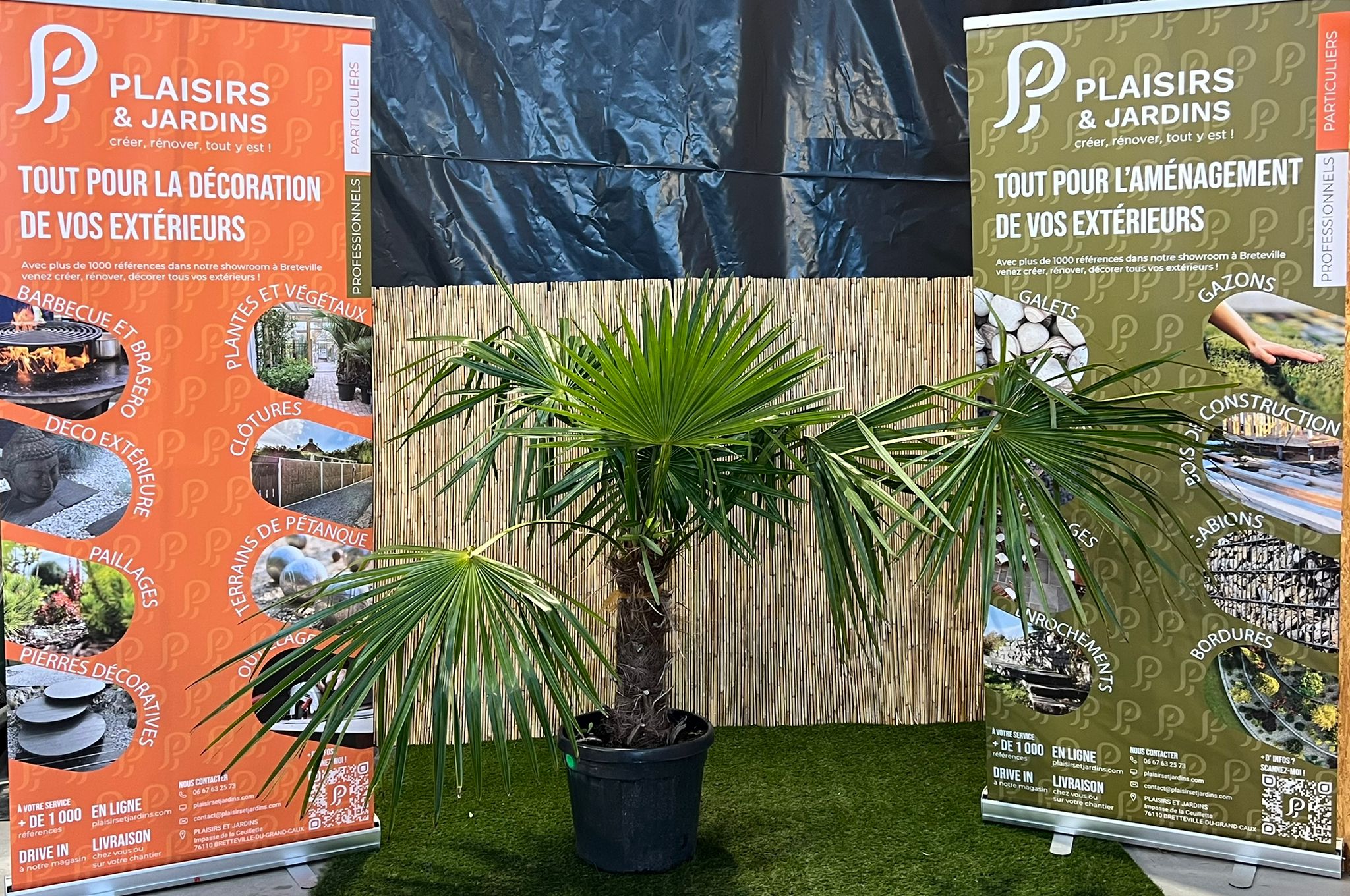Trachycarpus fortunei – Palmier chanvre en pot 40–60 cm Trachycarpus fortunei en pot 40–60 cm, palmier chanvre au feuillage vert