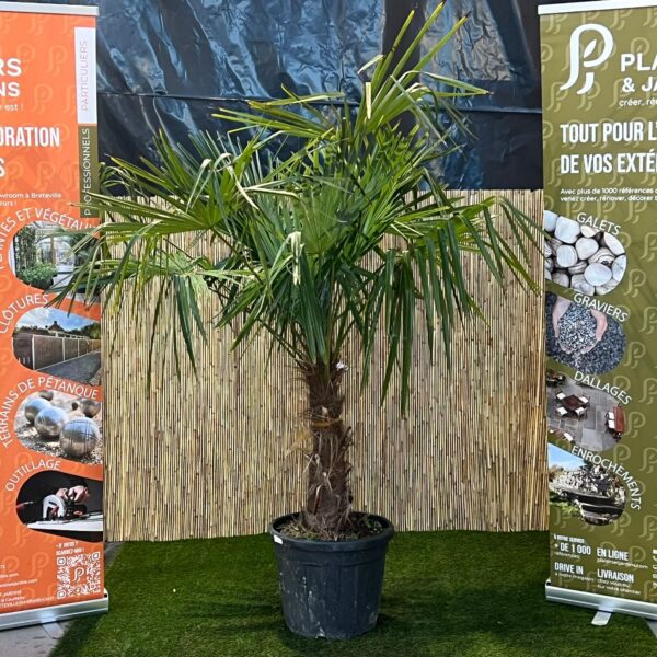 Trachycarpus fortunei en pot 60–80 cm, palmier chanvre au feuillage vert