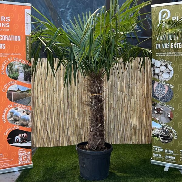 Trachycarpus fortunei en pot 80–100 cm, palmier chanvre au feuillage vert