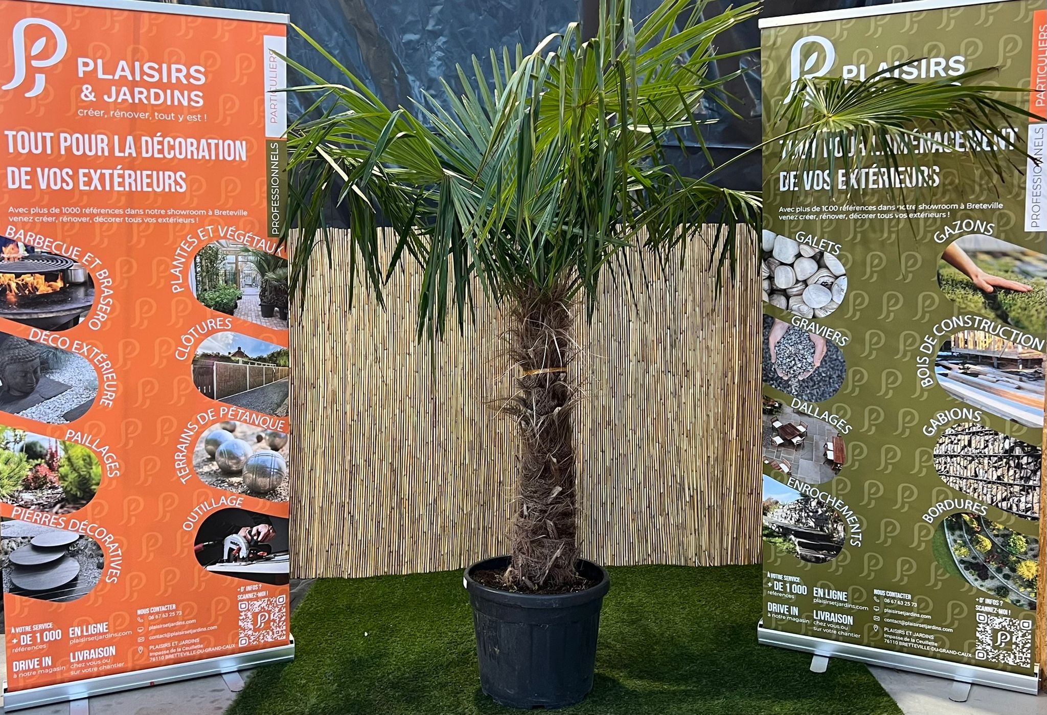 Trachycarpus fortunei – Palmier chanvre en pot 80–100 cm Trachycarpus fortunei en pot 80–100 cm, palmier chanvre au feuillage vert