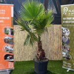 Washingtonia robusta en pot de 55 L, palmier mexicain à grandes feuilles palmées