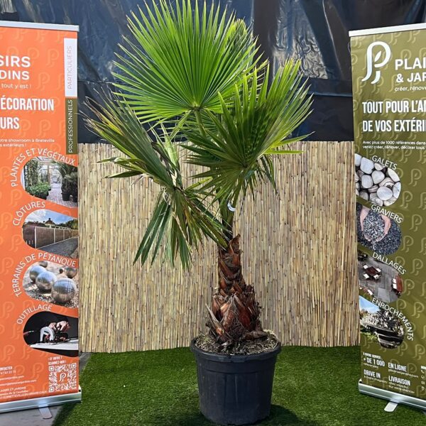 Washingtonia robusta en pot de 55 L, palmier mexicain à grandes feuilles palmées