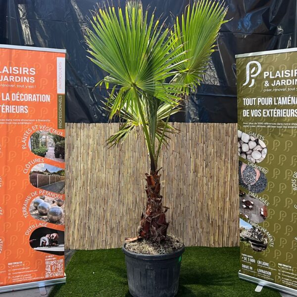 Washingtonia robusta en pot de 70 L, palmier mexicain à feuilles palmées