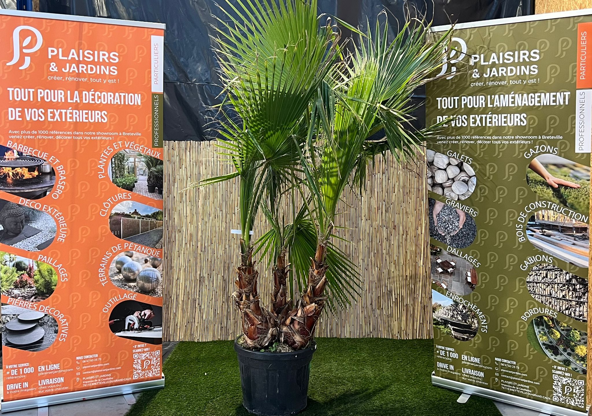 Washingtonia robusta – Palmier en pot 45 L Washingtonia robusta en groupe en pot de 45 L, palmier mexicain à feuilles palmées