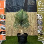 Yucca de 50 cm en pot avec feuilles longues et pointues