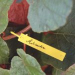 40 étiquettes à suspendre jaunes – marqueurs de plantes et semis