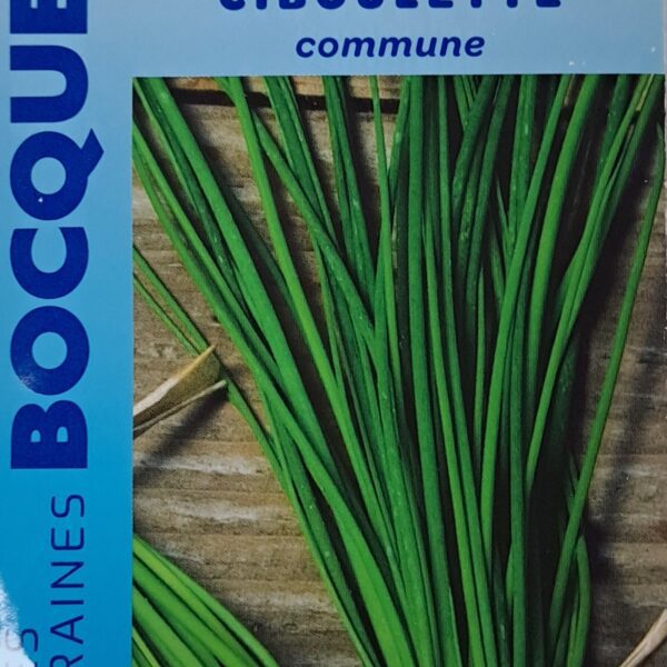 Ciboulette commune en pot, plante aromatique aux tiges vertes
