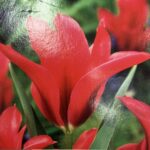 Tulipe ‘Dolls Minuet’ en fleurs, bulbe printanier aux pétales délicats