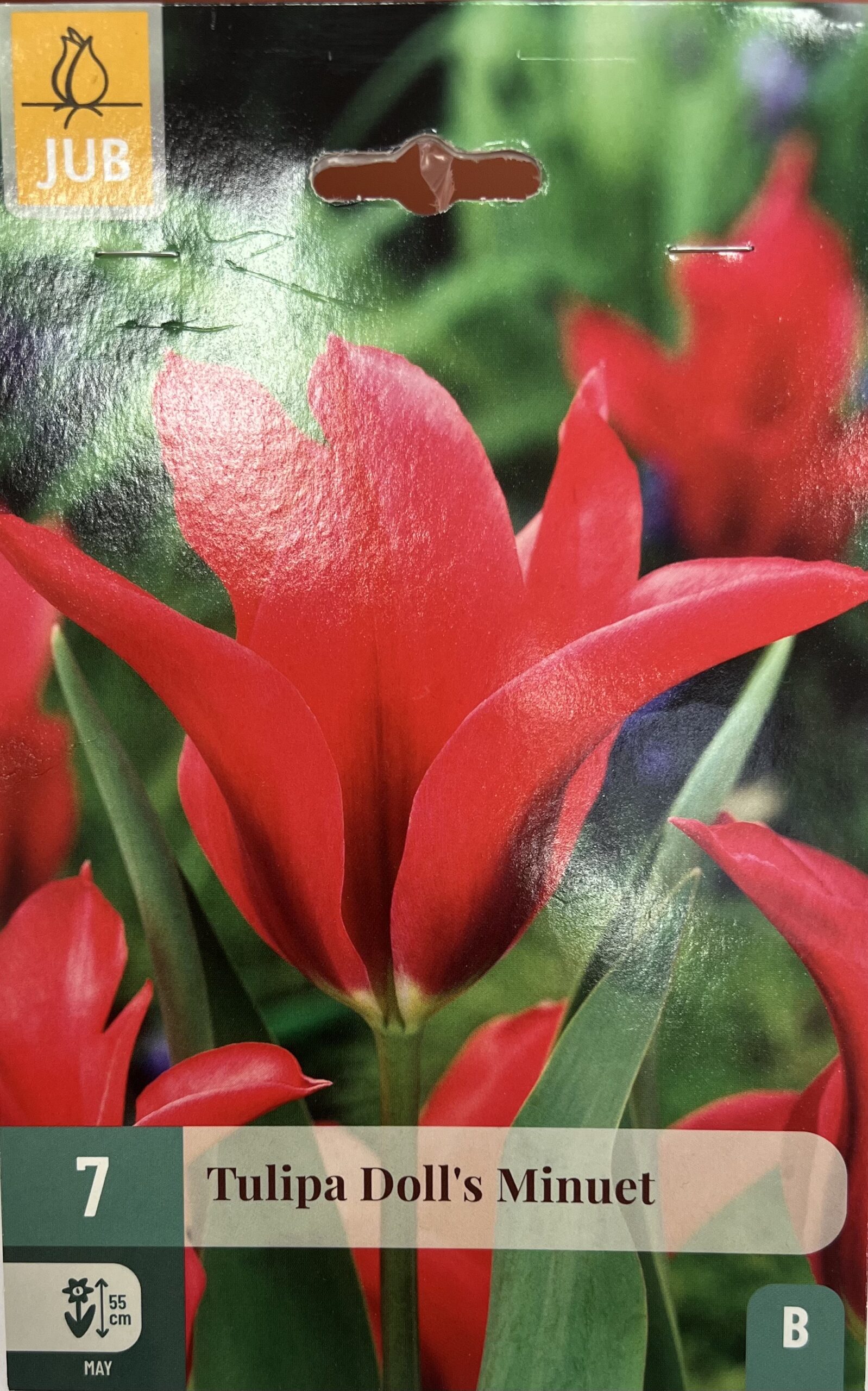 Tulipe ‘Dolls Minuet’ – Plante bulbeuse fleurie Tulipe ‘Dolls Minuet’ en fleurs, bulbe printanier aux pétales délicats