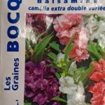 Balsamine en fleurs, plante annuelle colorée pour jardin ou pot