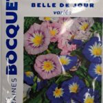 Belle-de-jour en fleurs, plante annuelle colorée pour jardin ou pot