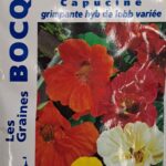 Capucine grimpante en fleurs, plante vivace colorée pour jardin ou treillage