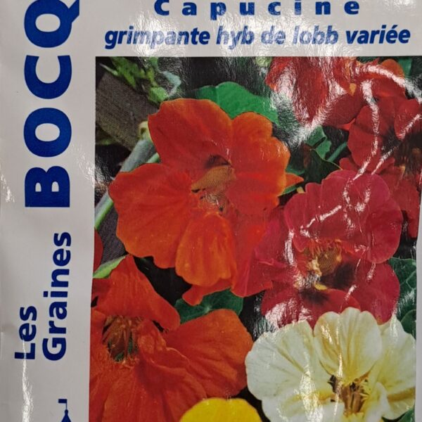 Capucine grimpante en fleurs, plante vivace colorée pour jardin ou treillage